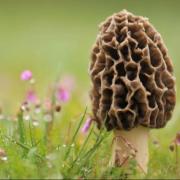 2022 09 meeting mushrooms