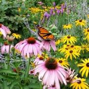 2023 03 pollinator garden photo 455wx416h
