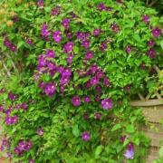 2023 04 climbing photo 455wx413h