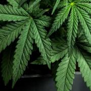 2023 05 cannabis photo 455wx416h