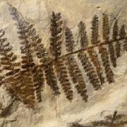 2023 10 fossil plants photo 455wx413h