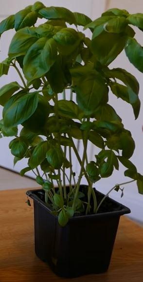 Basil 1