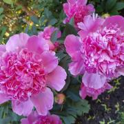 Peonies